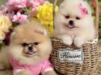 2 PRENSES ORİJİNAL POMERANİAN AYICIKLAR