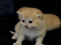 NY12 GOLDEN BRİTİSH SAFKAN ANNE BABA SCR KAYITLI