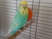 Jumbo takım muhabbet kuşu