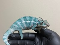 Çok Özel Mavi Panter Bukalemun