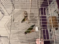 Goldian finch takımlar