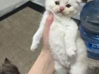 Scottish fold blue point yavrularım