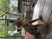 2 aylık safkan doberman