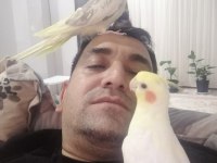 full evcil insan canlısı aile üyesi kuşumuz