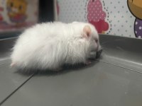 Uzun tüylü suriye hamsterları yeni sahiplerini bekliyor