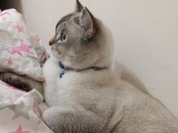 British shorthair kedimiz sahiplendirilecektir