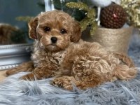 Tr nin en özel maltipoo yavruları