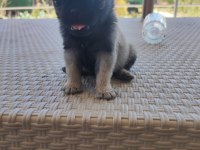 Ev üretimi pug yavrular