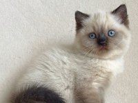 Deniz gözlü chocolate point british shorthair