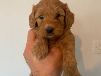 Orjinal ırk maltipoo yavrular sağlık garantili teslim