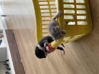 YAVRU KEDİLERE YUVA ARIYORUZ
