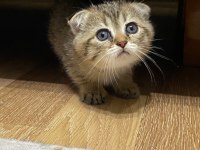 2.5 aylık yavrumuz scottish fold
