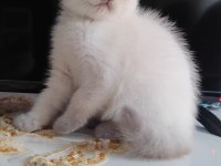 Scottish fold kedimiz