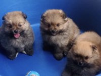 Sahiplendirme pomeranian boo