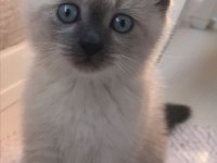SİYAM KEDİSİ MAVİ GÖZ ORJİNAL CANLI GELİP BAKABİLİRSİNİZ