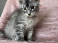 Maine coon erkek pet şecereli
