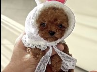 Toy Poodle Köpeğimiz