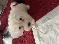 Çok minnak maltese