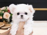 Teacup maltese bebekler