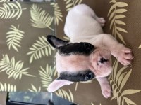 A Kalite Orjinal Fransız Bulldog