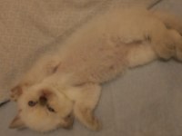 British longhair kedisi