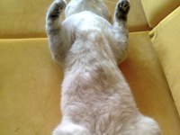 British shorthair oğlum Leon 1.5 yaşında Kısır aşıları tam