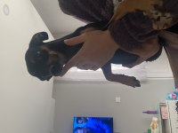 Gece 1 buçuk yaşında erkek pinscher