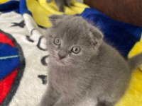 Scottish fold kedisi