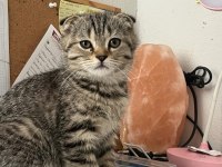 Scottish Fold Yavru Kedimiz