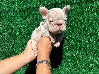 Big Rope French Bulldog