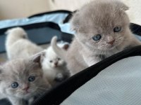 Safkan Scottish Fold