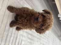 Tea cup poodle boy kilo garantili