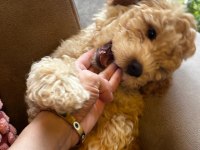 Poodle Kızımız Yeni Yuvasını Bekliyor