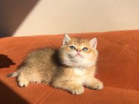 A kalite golden British Shorthair bebekler