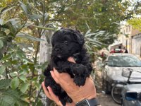 Maltipoo Kalite Yavrular Irk Sağlık Garantili