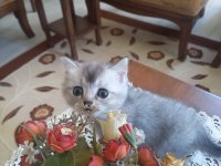 Safkan british shorthair bebişlerime yuva