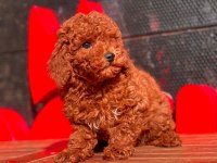 Red Toy Poodle Yavrular