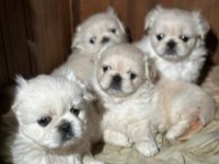 Mini Pekinez Bebeği