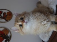 British longhair erkek kedimiz