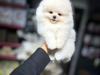 Ayı surat pomeranian boo