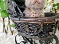 MUNCHKIN CÜCE KEDİMİZ
