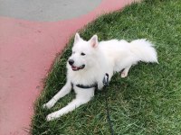 14 aylık erkek samoyed sahiplendirmek istiyoruz