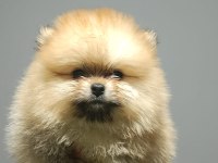 Pomeranian boo YAVRULARIMIZ ırk ve sağlık garantili