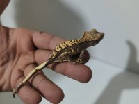 Crested ve Leopard Geckolar