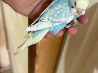 31 GÜNLÜK OĞLAN BEBEK MUHABBET KUŞUMUZ