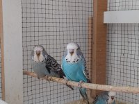 Sahibinden show muhabbet kuşlar