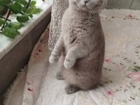 Kedimize Dişi Eş Aranıyor
