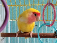 Yetişkin Dişi Sevda Papağanı İlan Açıklamasını Okuyun