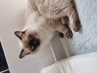 Safkan full şecereli ragdoll