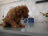 Anne altından 2 aylık erkek toy poodle